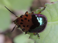Platymela sticticollis