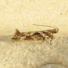 Aristotelia fungivorella