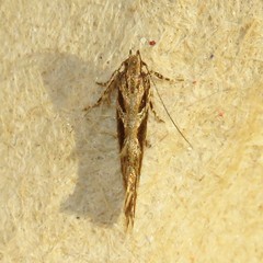 Aristotelia fungivorella