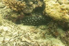 Epinephelus coeruleopunctatus