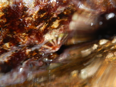 Patella ulyssiponensis