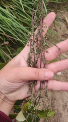 Artemisia campestris