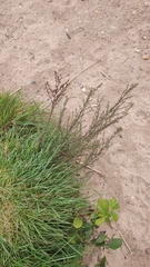 Artemisia campestris