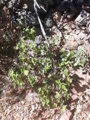 Cistus populifolius