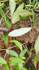 Salix