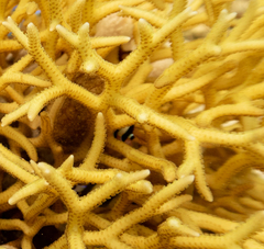 Seriatopora hystrix