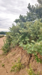 Hippophae rhamnoides
