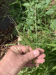 Ehrharta erecta erecta