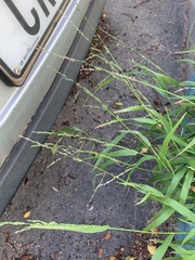 Ehrharta erecta erecta