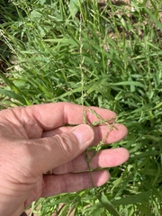 Ehrharta erecta erecta