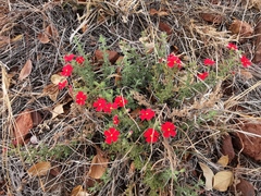 Jamesbrittenia bergae