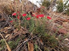 Jamesbrittenia bergae