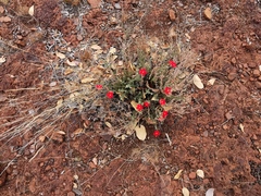 Jamesbrittenia bergae