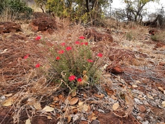 Jamesbrittenia bergae