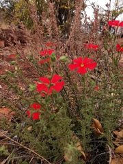 Jamesbrittenia bergae