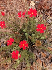 Jamesbrittenia bergae