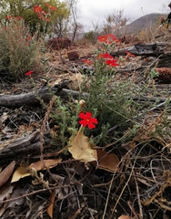 Jamesbrittenia bergae