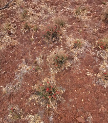 Jamesbrittenia bergae