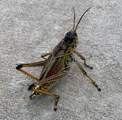 Romalea microptera