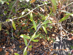 Trimerotropis thalassica