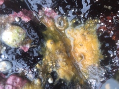 Halichondria panicea