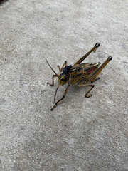 Romalea microptera