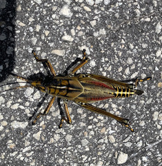 Romalea microptera