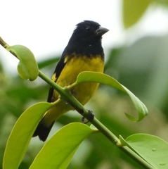 Spinus xanthogastrus