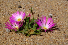 Cleretum hestermalense