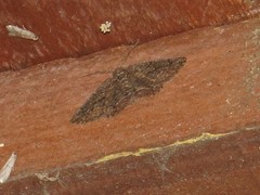 Menophra japygiaria