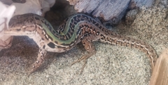 Podarcis siculus