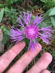 Centaurea nervosa