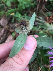 Centaurea nervosa