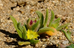 Cleretum bruynsii