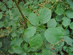Rubus errabundus