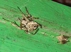 Neoscona nautica