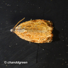 Sycacantha inopinata