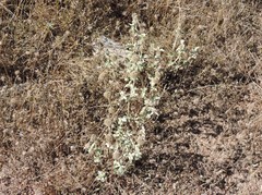 Marrubium incanum