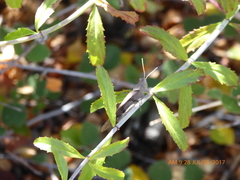 Trimerotropis thalassica
