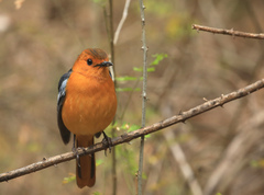 Cossypha natalensis intensa