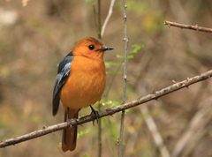 Cossypha natalensis intensa