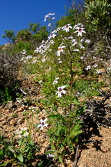 Jamesbrittenia racemosa