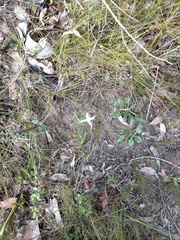 Caladenia rigida