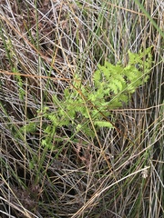 Thelypteris confluens
