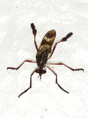 Pseudorus