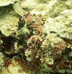 Corythoichthys insularis