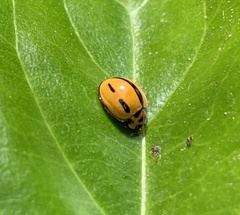 Coelophora inaequalis