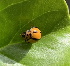 Coelophora inaequalis