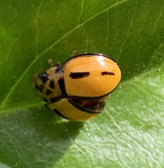 Coelophora inaequalis