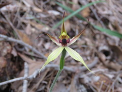 Caladenia macrostylis